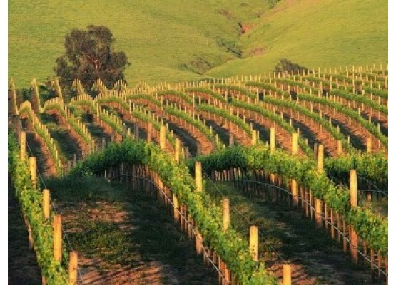 Champagne: Reims and Épernay - group tour 