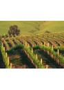 Champagne: Reims and Épernay - group tour 