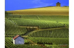 Champagne: Reims and Épernay  - cheap tour