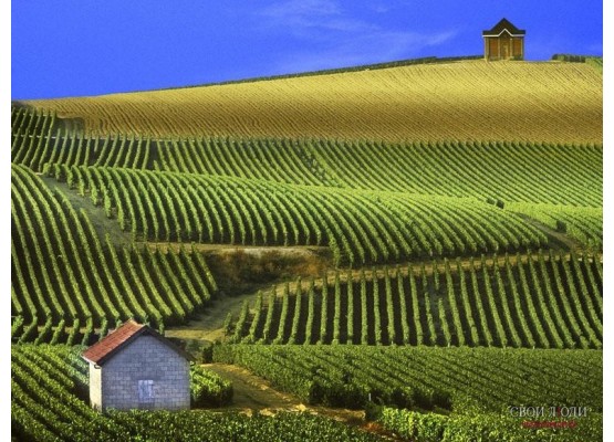 Champagne: Reims and Épernay - group tour 