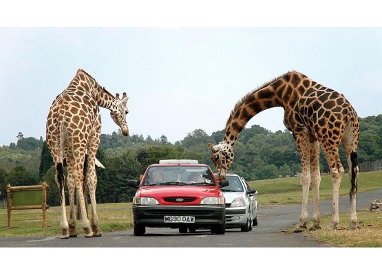Parks "Safari Tuar" and "France Miniature" -  Cheap tour in mini-groups