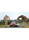 Parks "Safari Tuar" and "France Miniature" -  Cheap tour in mini-groups