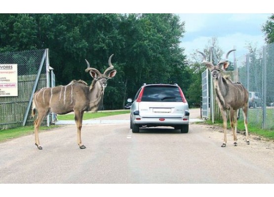 Parks "Safari Tuar" and "France Miniature" -  Cheap tour in mini-groups