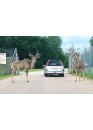 Parks "Safari Tuar" and "France Miniature" -  Cheap tour in mini-groups